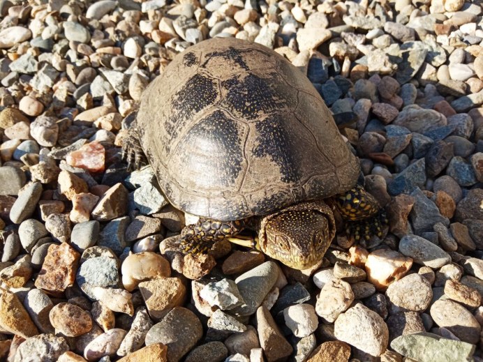 Turtles in China