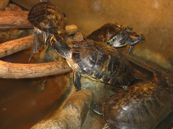 Mauremys caspica