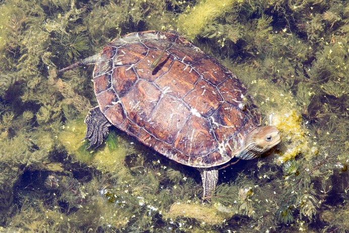 Черепах mauremys caspica (Каспийская черепаха)