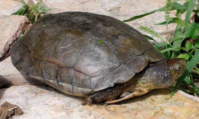 Mauremys leprosa