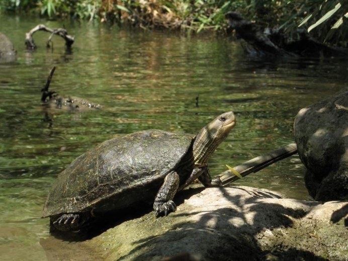 Mauremys rivulata