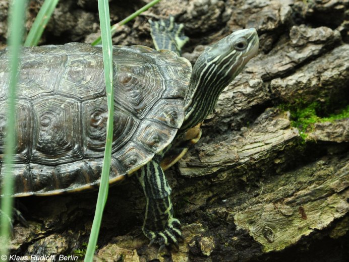 Mauremys caspica