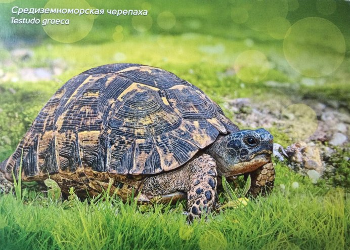 Mauremys annamensis