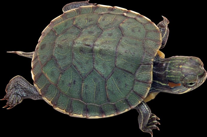Mauremys leprosa