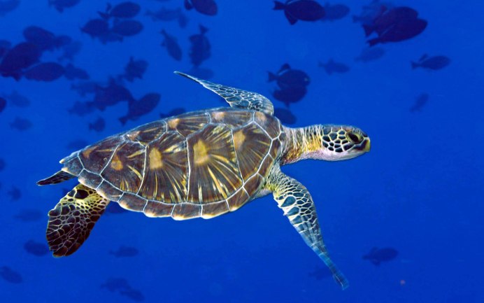 Средиземноморская черепаха Testudo Graeca
