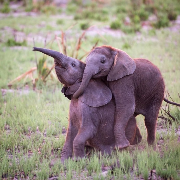 SCHLEICH WILD LIFE Детеныш Африканского Слона