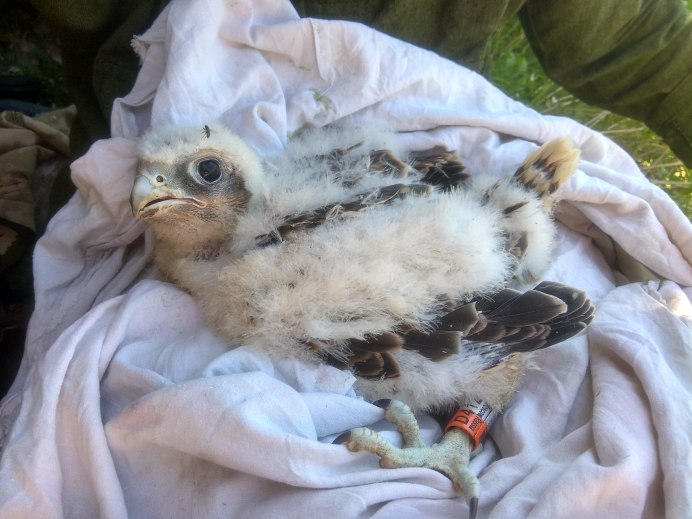 Falco peregrinus Minor