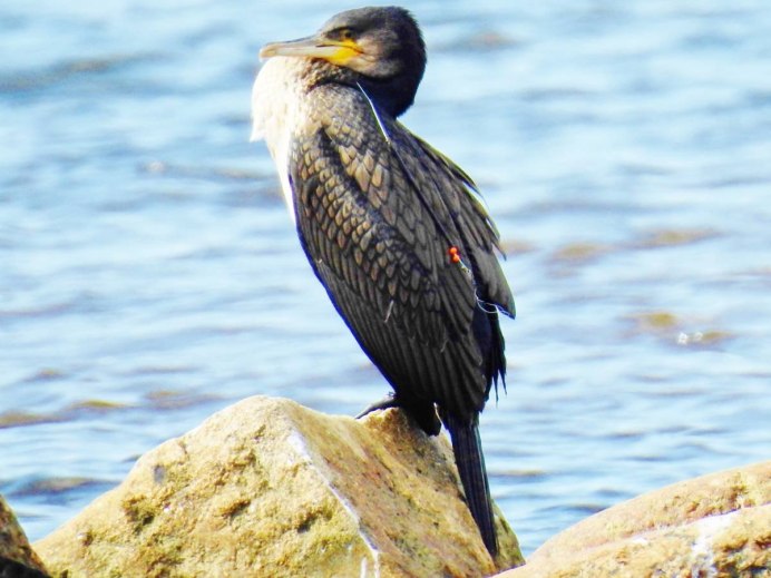 Большой Баклан Phalacrocorax Carbo