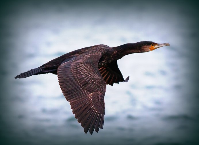 Большой Баклан Phalacrocorax Carbo