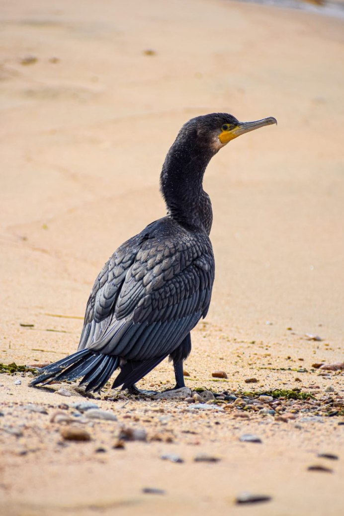 Phalacrocorax Carbo птица