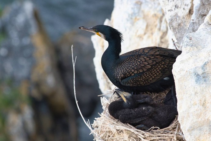 Phalacrocorax Carbo