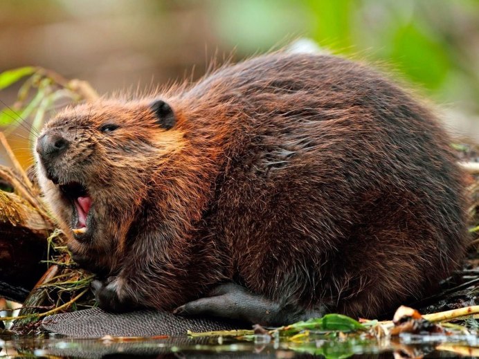 Хлеб Альпийский