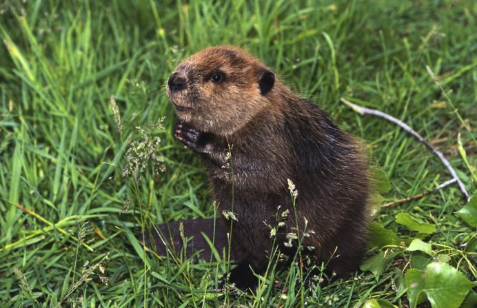 Ночной бобёр