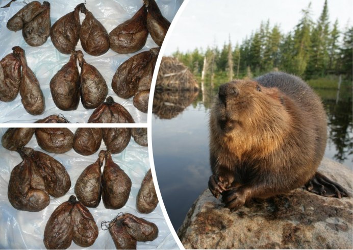 Держи бобра