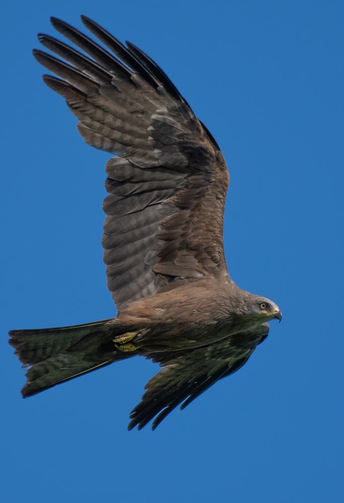 Черный Коршун Milvus Migrans