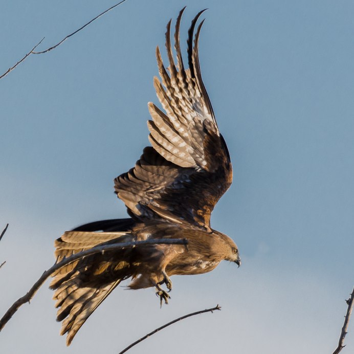 Черный Коршун Milvus Migrans