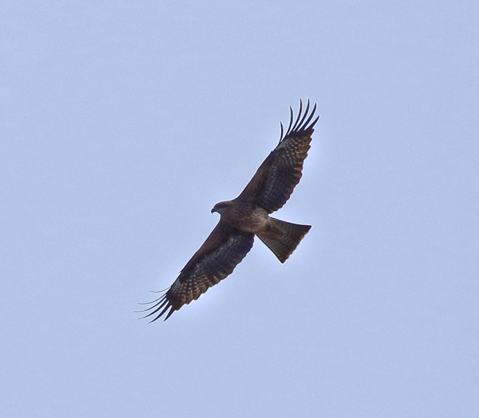 Черный Коршун Milvus Migrans