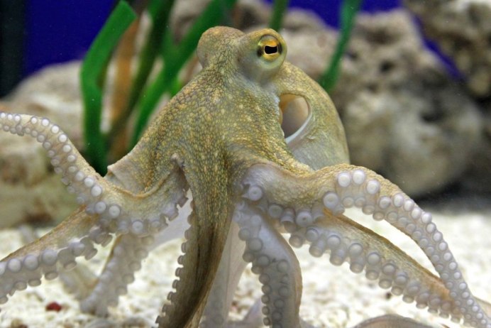 Curled Octopus