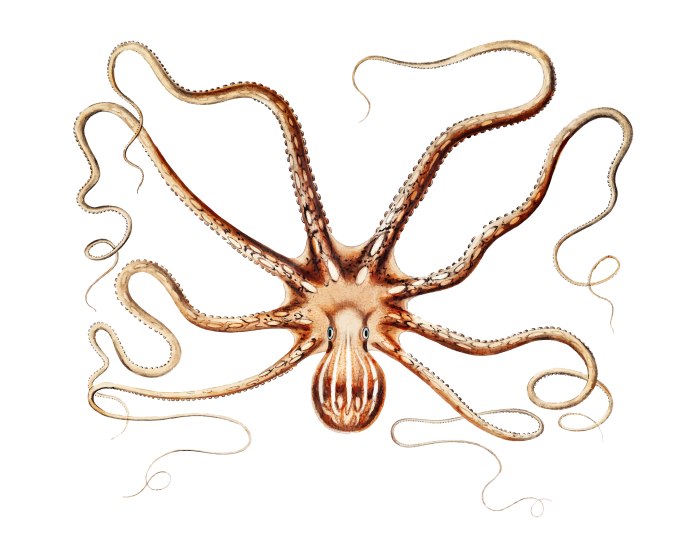 Octopus bimaculoides