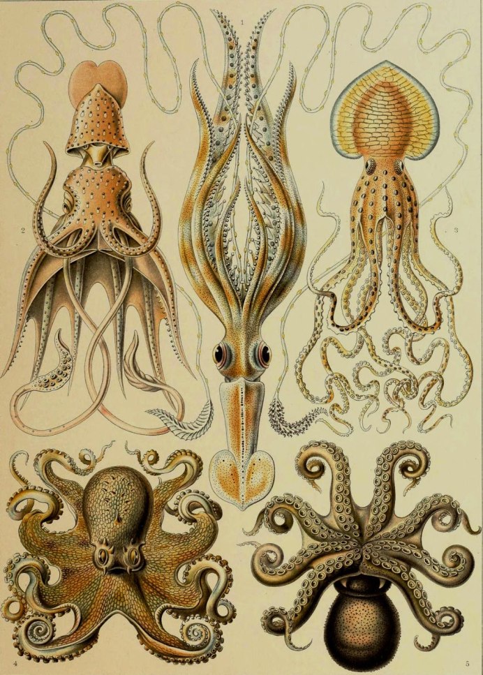 Кальмар и осьминог