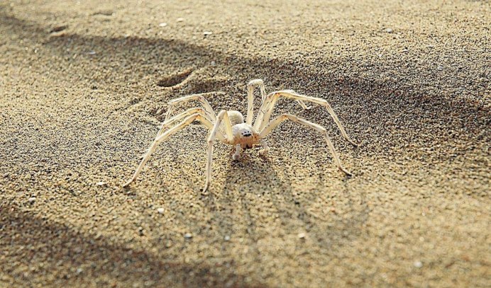 Семейство Octopodidae