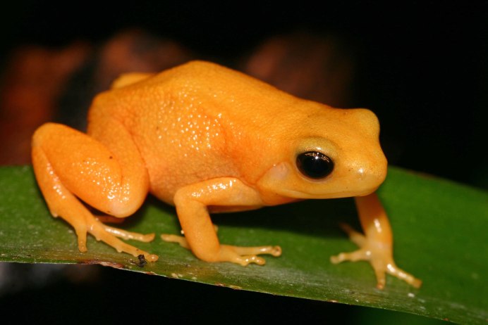 Белая жаба большая