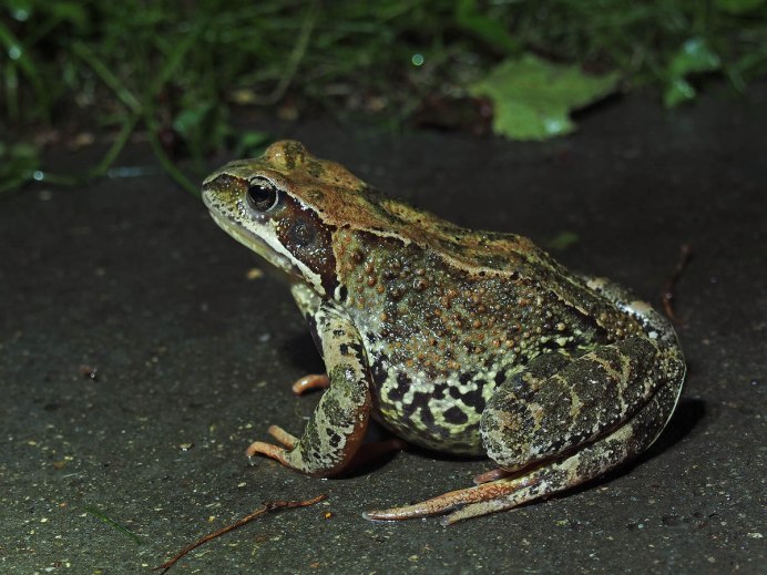 Горный цыпленок лягушка