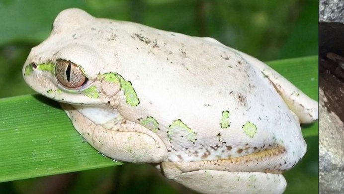 Шпорцевая лягушка альбинос