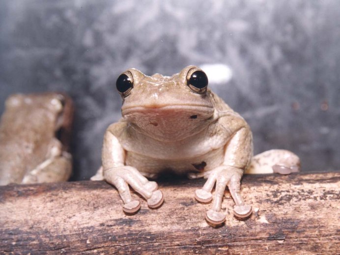 Белая лягушка