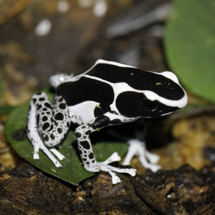 Лягушка древолаз черная