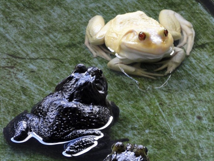 Белые лягушки альбиносы