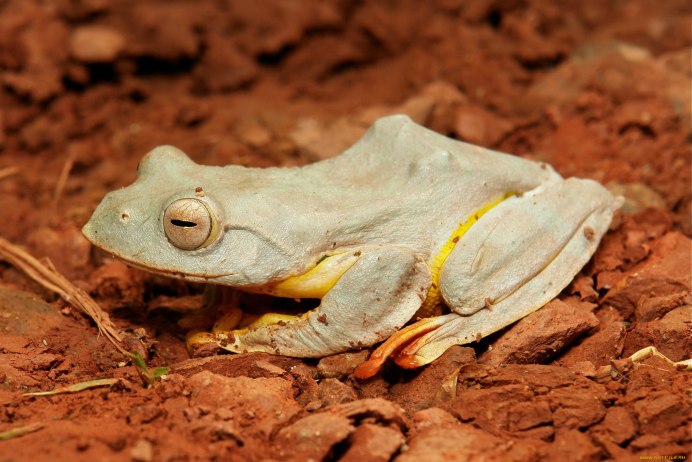 Камбо лягушка