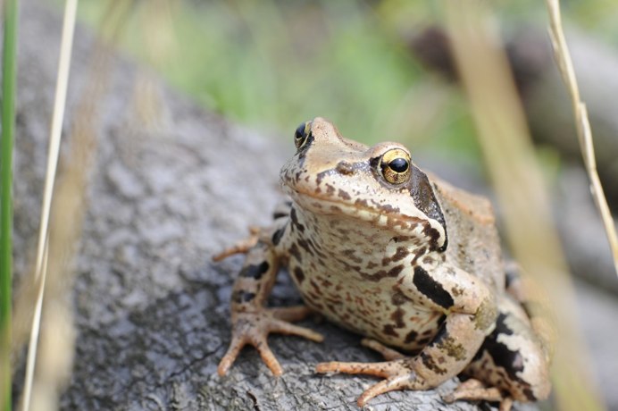 Лягушка Эстетика