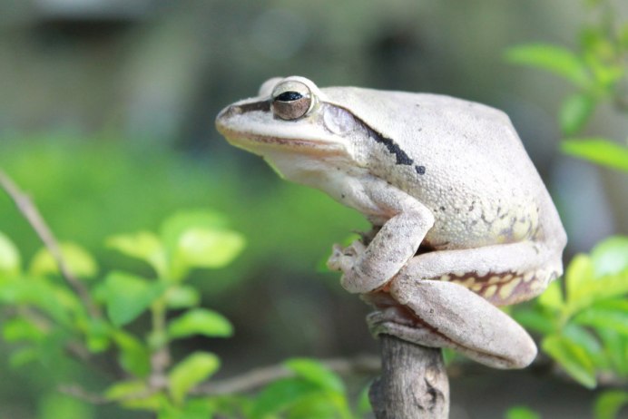 Лягушка сидящая