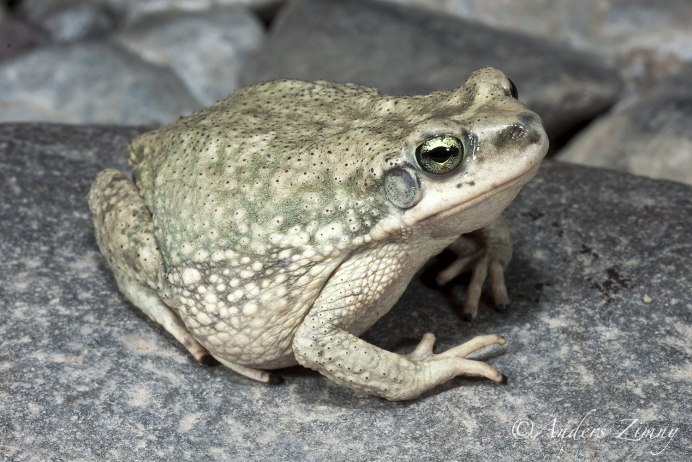 Среднеазиатская лягушка