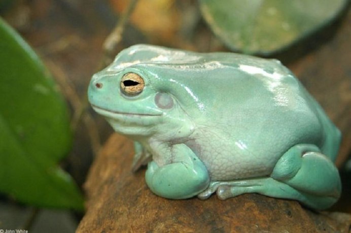 Лягушка Эль Браун
