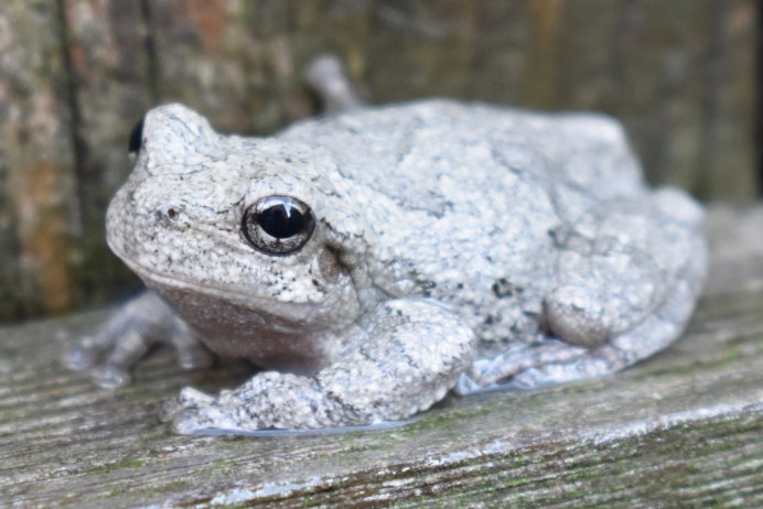 Gray Treefrog
