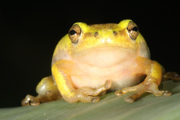 Лягушка квакша зеленая