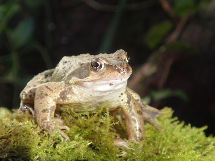 Животное Rana temporaria