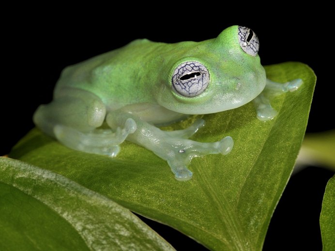 Лягушка альбинос древесная