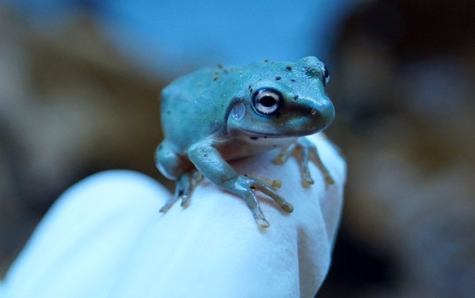 Армянская жаба