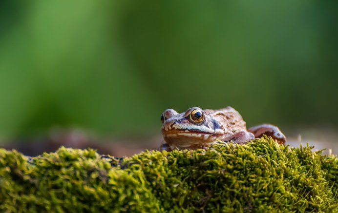Земноводные бесхвостые зелёная лягушка