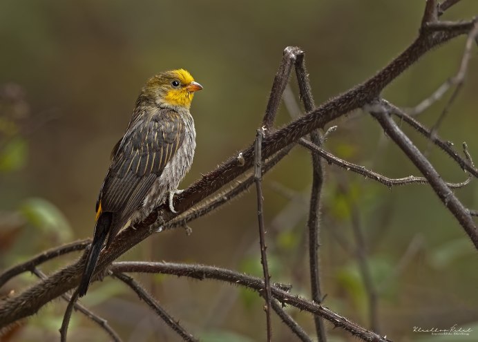 Мёдоуказчик птица