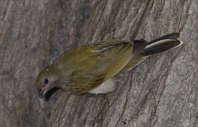 Кукушка медоуказчик