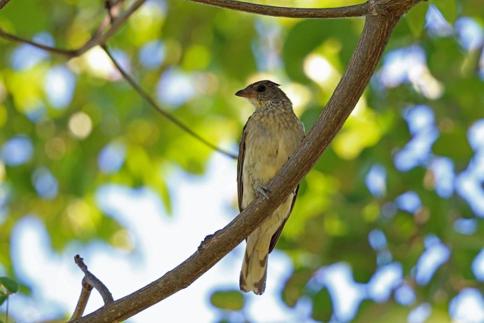 Пятнистый медоуказчик