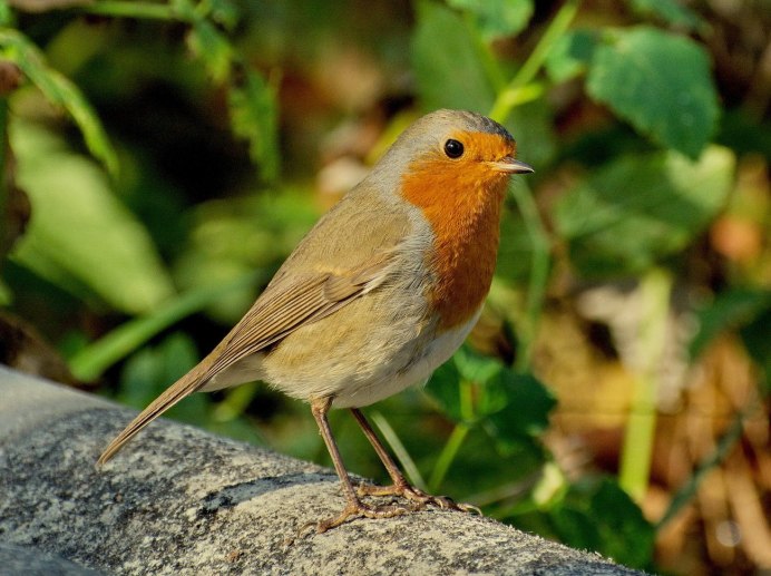 Птица Пахаро