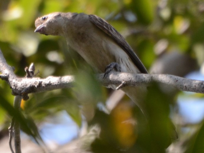 Медоуказчик птица