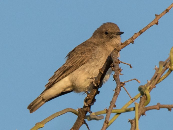 Птичка медоуказчик