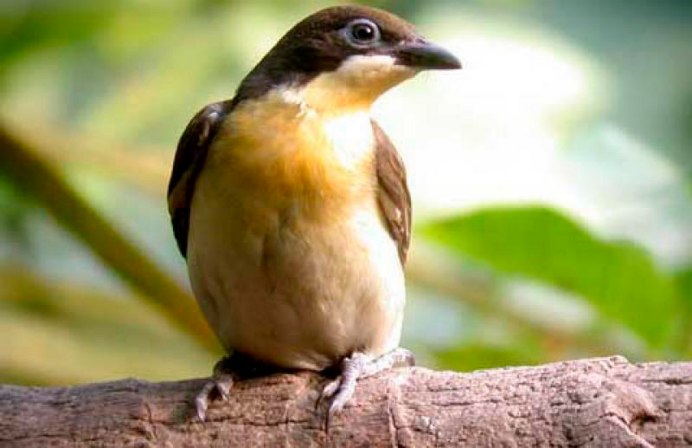 Африканский медоуказчик