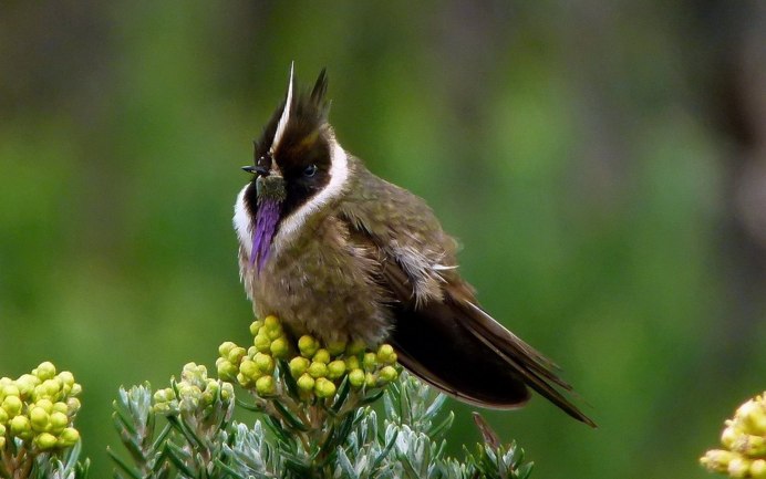 Медовед птица Африки